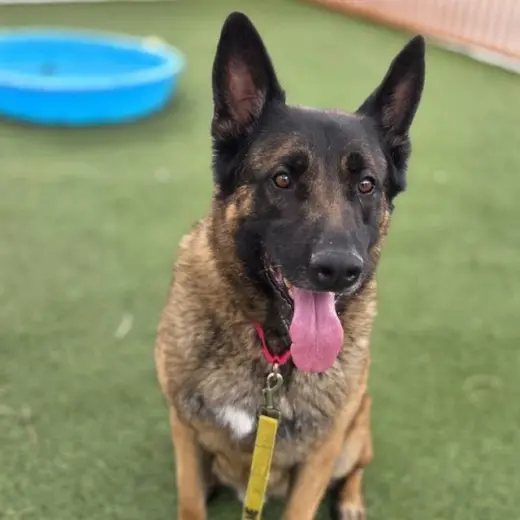 NACHO