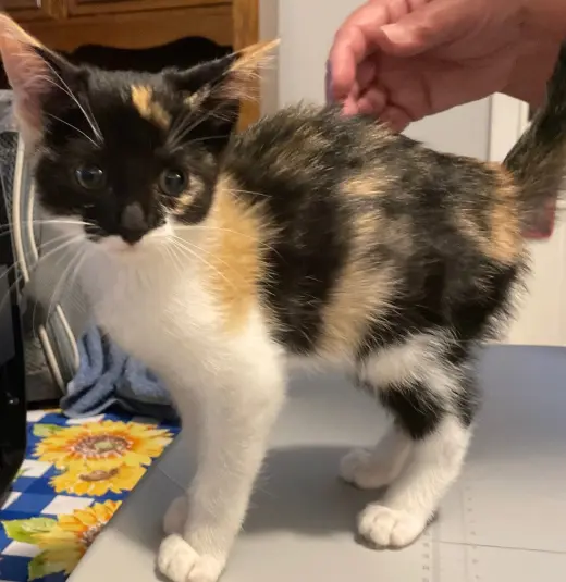 Ari