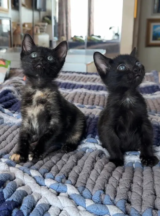 Trixie and Jujubee