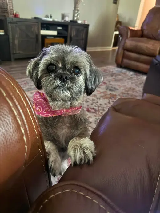 Gidget