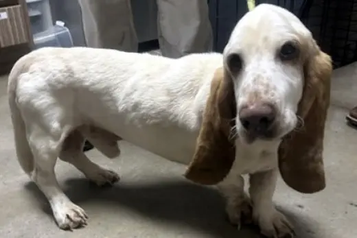 SLINKY - ADOPTION PENDING!