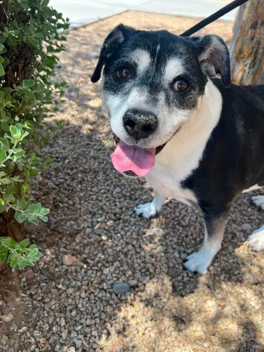 Heidi