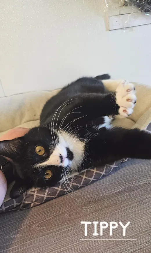 TIPPY