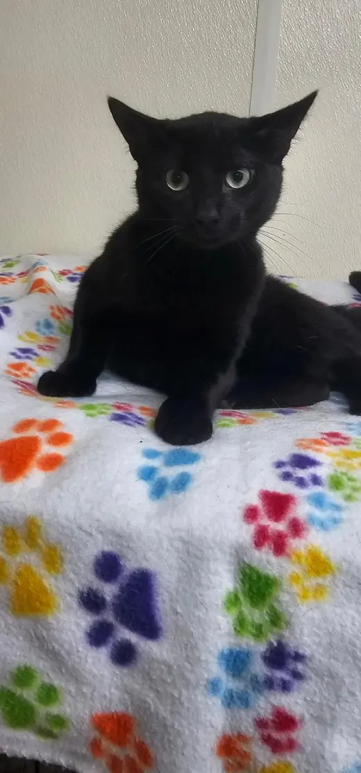 LICORICE