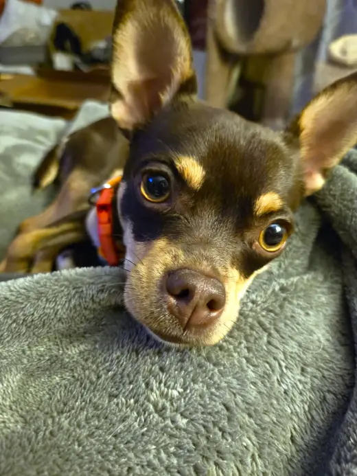 Piper