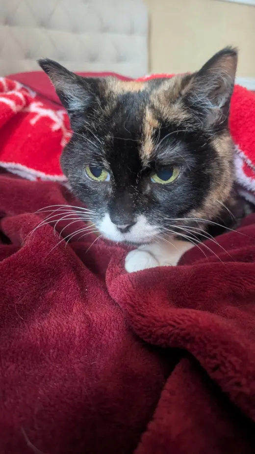 Callie (FKA Miss Prissy)