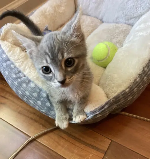 Chili