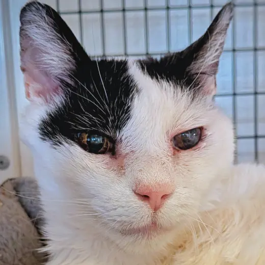 Andypants [Permanent Foster]