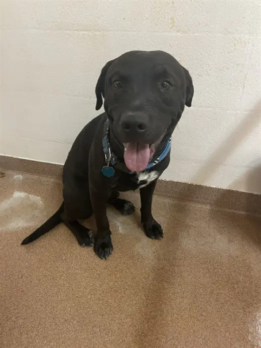 MR. PIBBLES