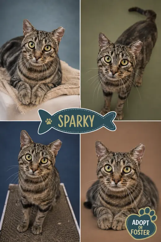 Sparky (FCID# 06/08/2026 - 77 Trainer)
