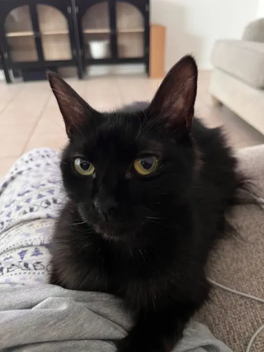 Penny