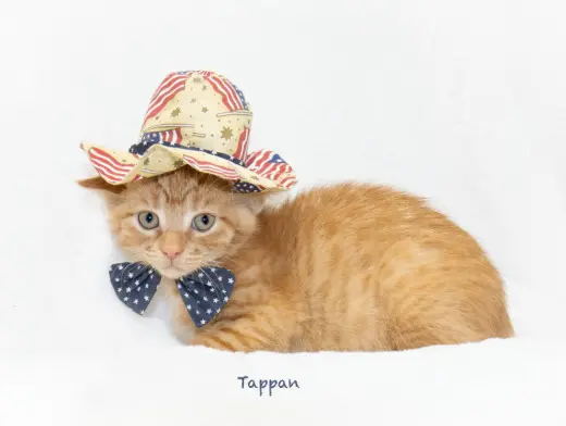 Tappan