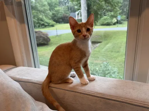 Gigi