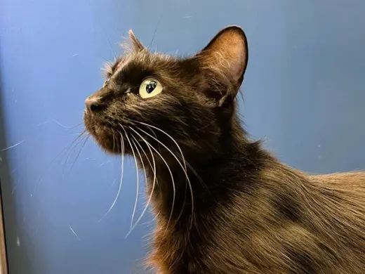 MELISSA