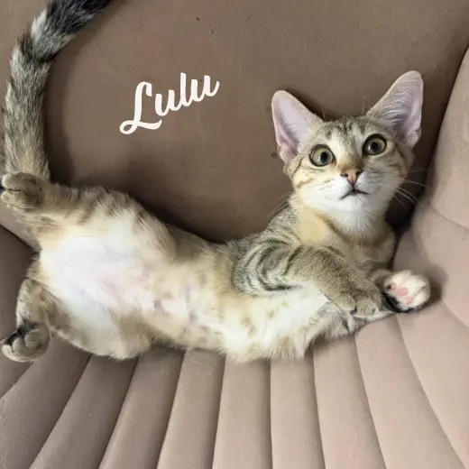 Lulu #sister-of-Nikki
