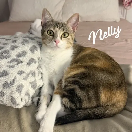 Nelly #pretty-inside-&-out