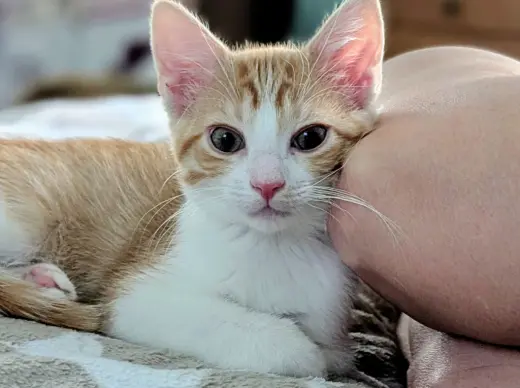 Athena