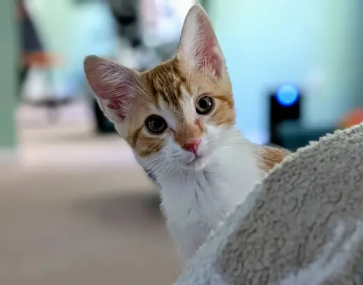 Artemis