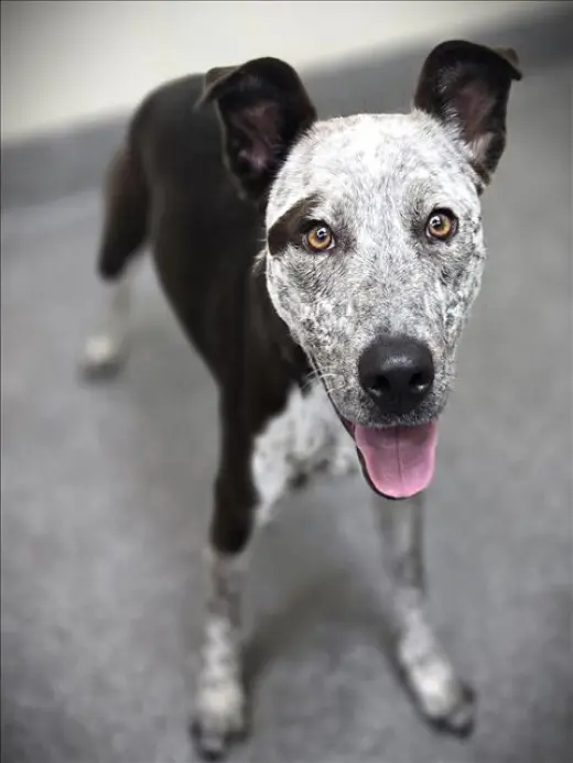 MAGGIE