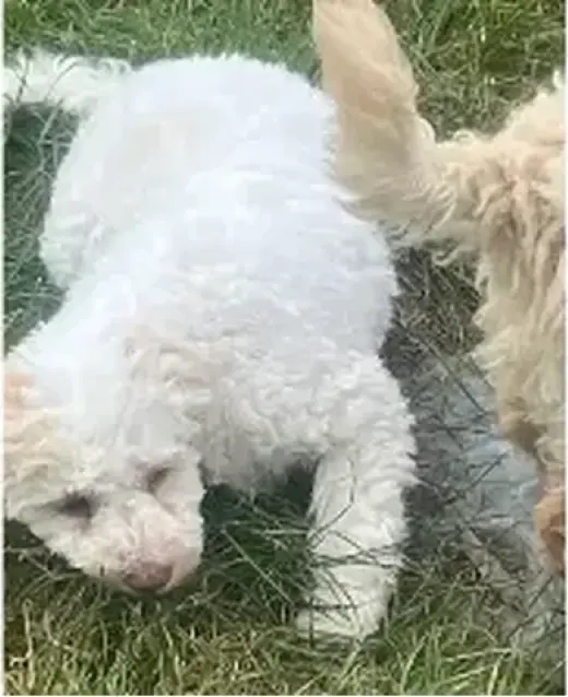 Lagotto Romagnolo puppies