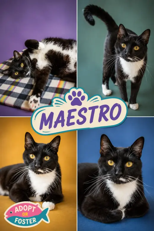 Maestro (FCID# 06/22/206 - 41 Trainer)