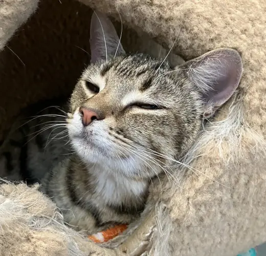 Cupcake