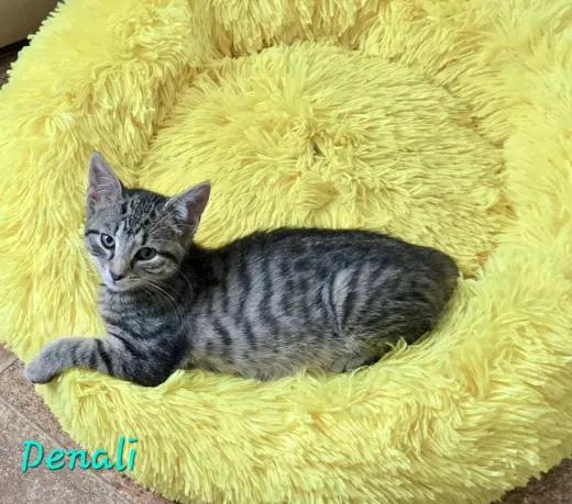 Denali