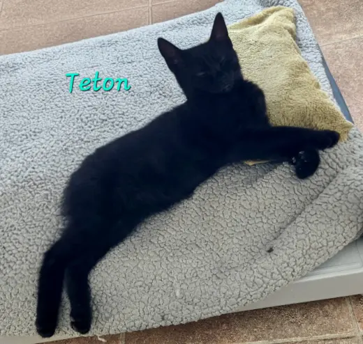 Teton