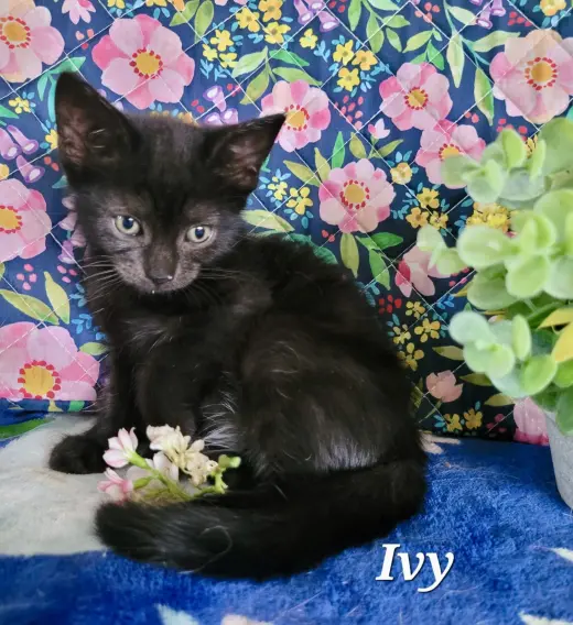 Ivy