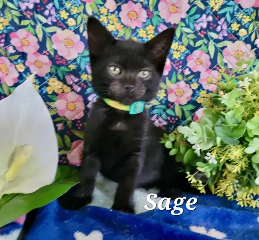 Sage