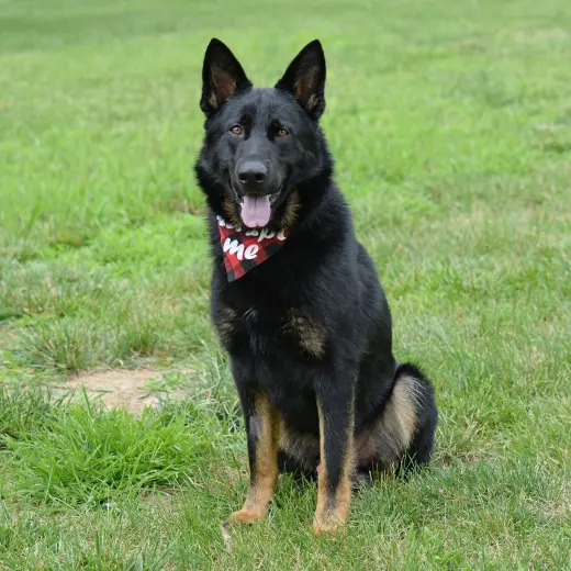 Jax (aka Jackson)*PENDING