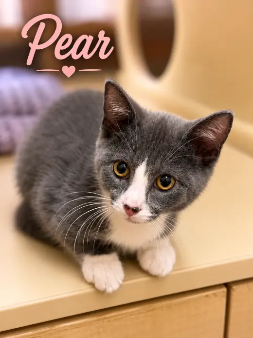 Pear, Jenkintown PS, (FCID 07/01/2026-150)