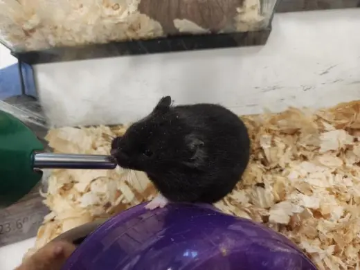 *CHOWDER