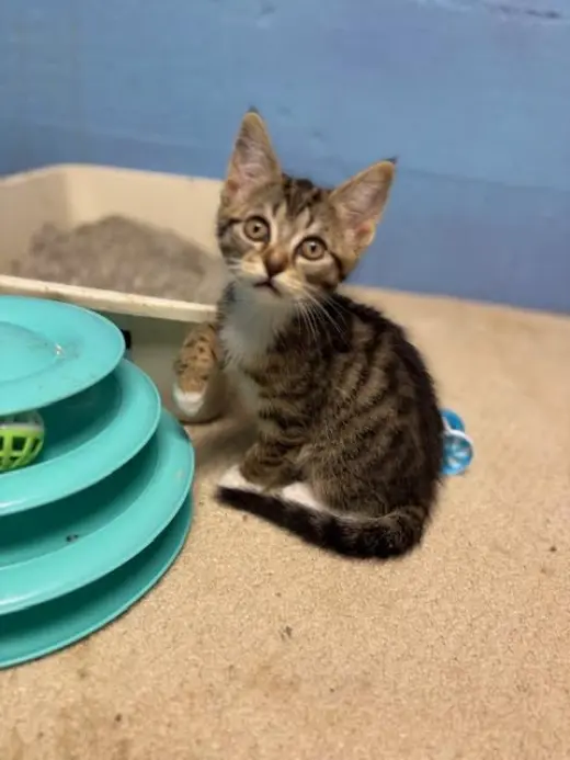 Fig, Willow Grove Area, (FCID 07/01/2026-153)