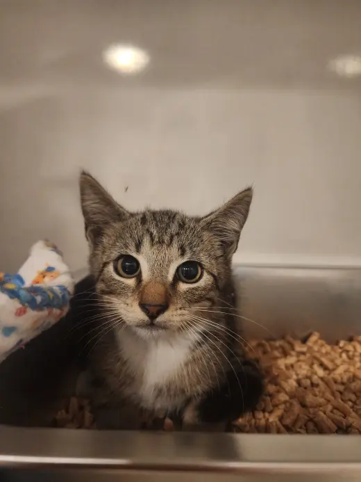 Dusty 5.1.26 (med waiver)