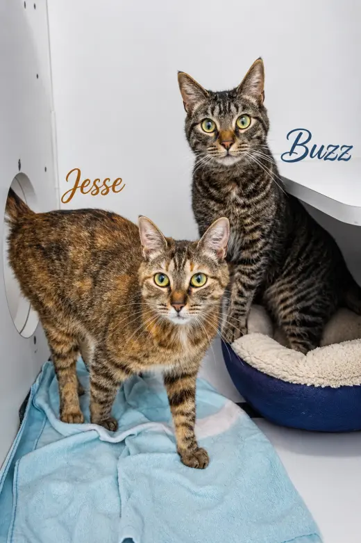Buzz & Jesse: Bonded (FCID# 08/14/2024-2,4 Trainer
