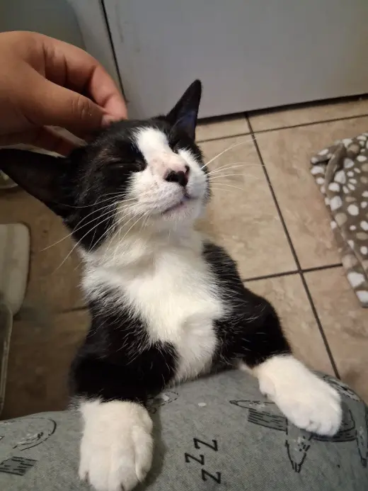 Charlie Boy