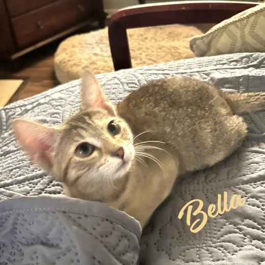 Bella #Heights-quintet