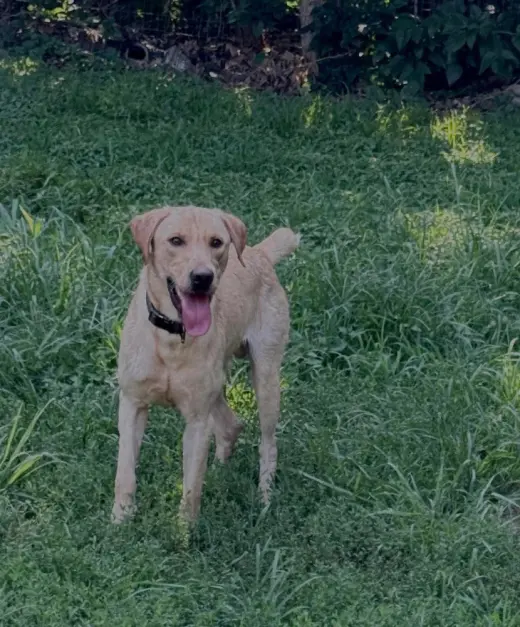 Marley