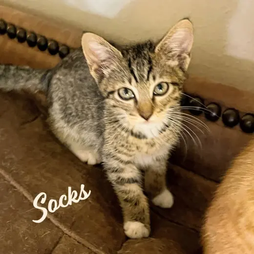 Socks #Heights-quintet