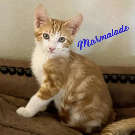 Marmalade #Heights-quintet