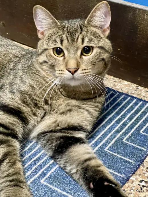 CAT - Pickles (Quinn)