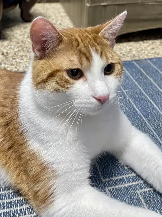 CAT - Chips (Quincy)
