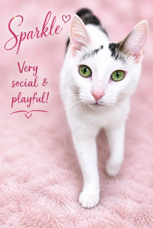 Sparkle (FCID# 05/05/2026-107) Willow Grove