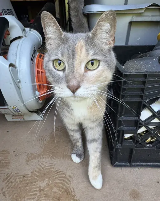 Cassie (bonded with Vader)