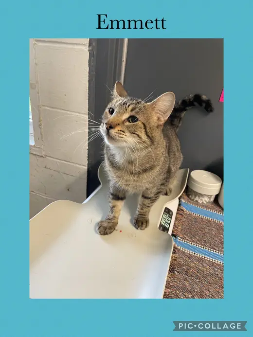 Emmett