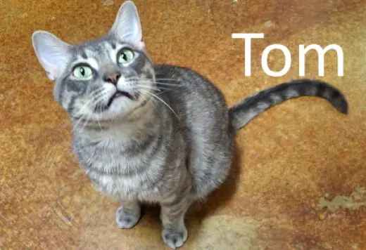 Tom