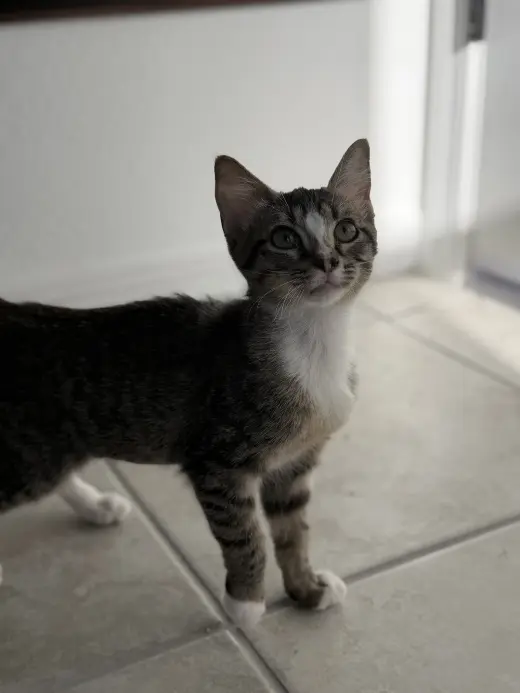Kika