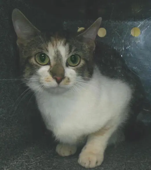 Candace (Working Cat)
