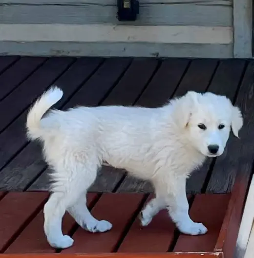 Eloise